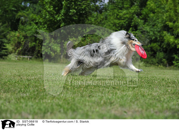 playing Collie / SST-06818