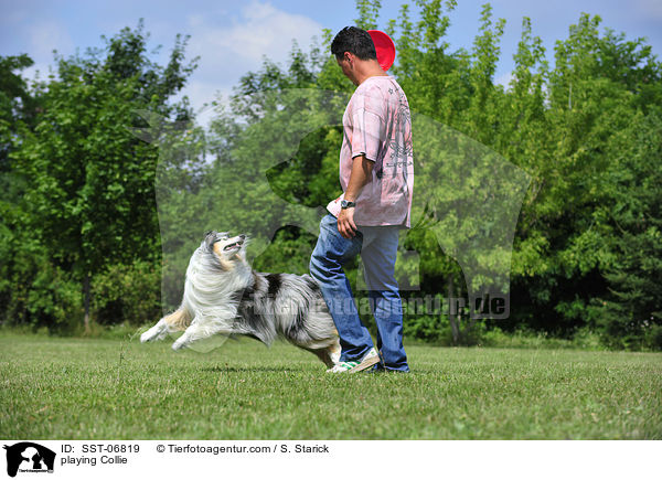 playing Collie / SST-06819