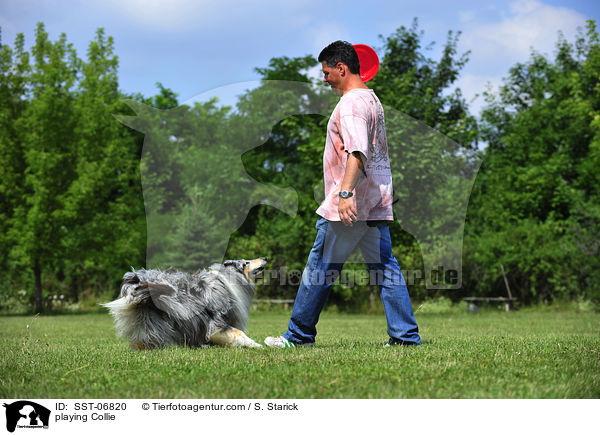 playing Collie / SST-06820