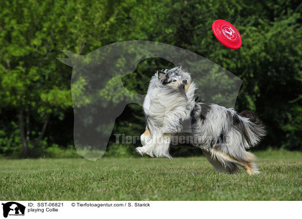 playing Collie / SST-06821