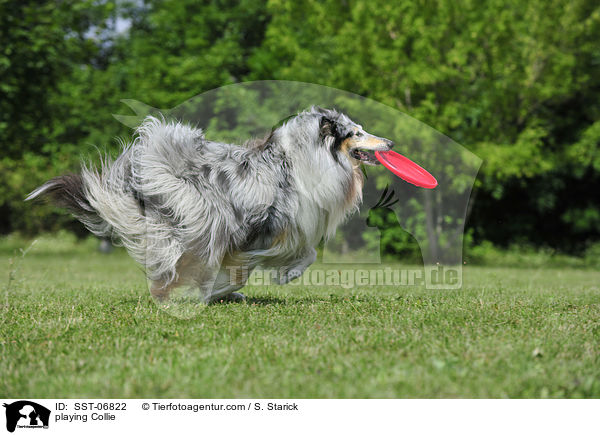 playing Collie / SST-06822