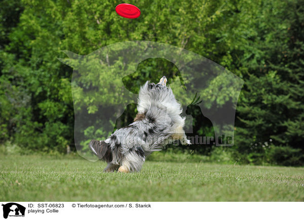 playing Collie / SST-06823
