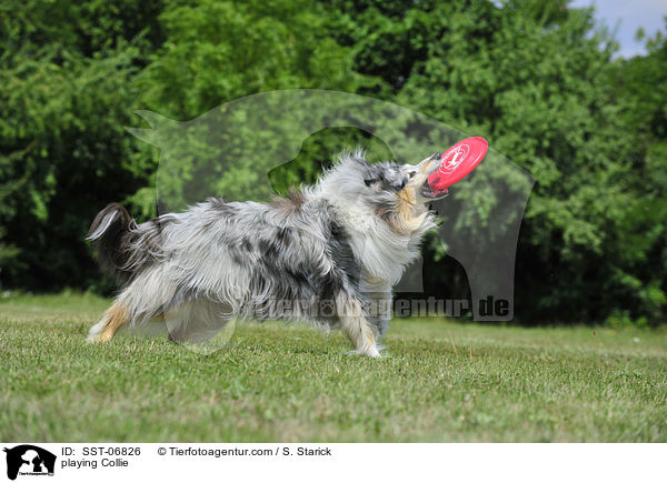 playing Collie / SST-06826