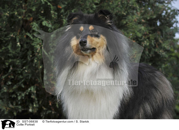 Collie Portrait / SST-06838