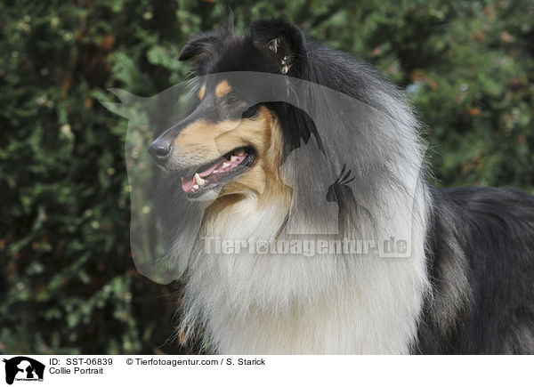 Collie Portrait / SST-06839
