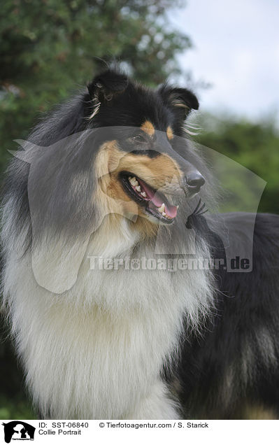Collie Portrait / SST-06840