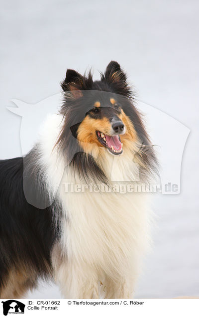 Collie Portrait / CR-01662