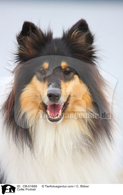 Collie Portrait / CR-01666