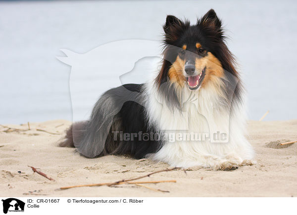Collie / CR-01667