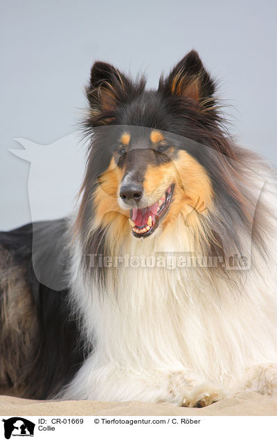 Collie / CR-01669