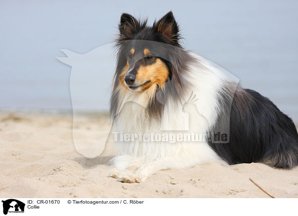 Collie / CR-01670