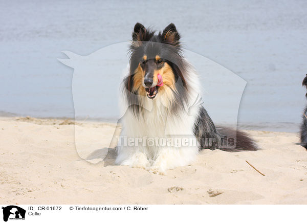 Collie / CR-01672