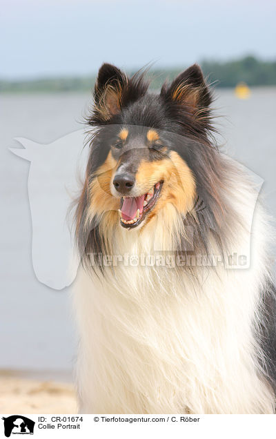 Collie Portrait / CR-01674