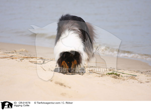digging Collie / CR-01678