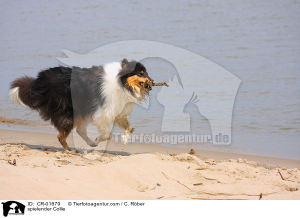 spielender Collie / CR-01679