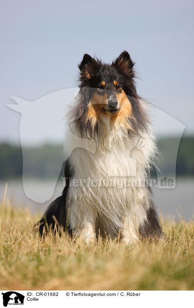 Collie / CR-01682
