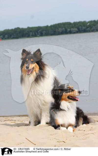 Australian Shepherd and Collie / CR-01685
