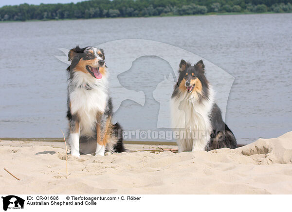 Australian Shepherd and Collie / CR-01686
