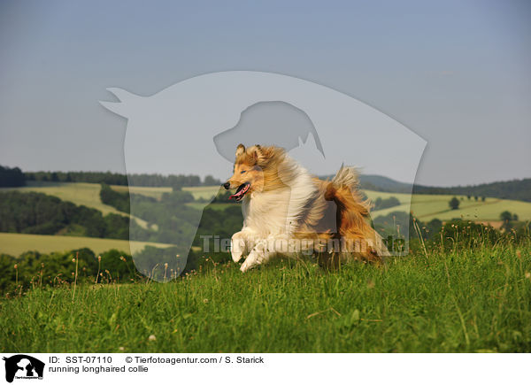 running longhaired collie / SST-07110