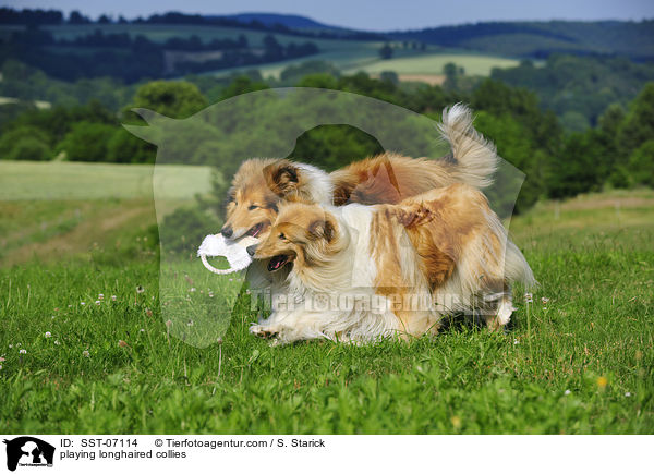 playing longhaired collies / SST-07114