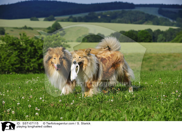 playing longhaired collies / SST-07115
