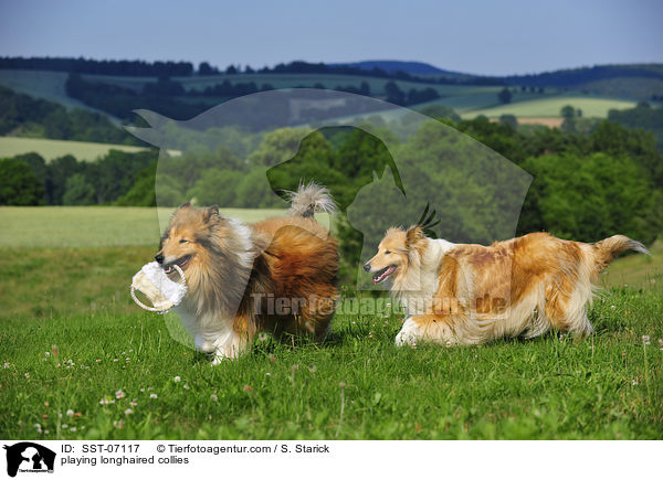 playing longhaired collies / SST-07117