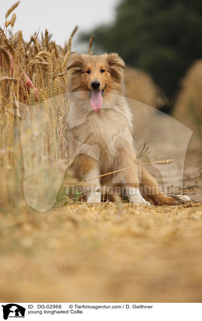 junger Langhaarcollie / young longhaired Collie / DG-02968