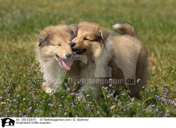 longhaired Collie puppies / DG-02976