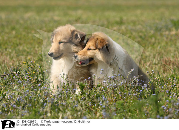 longhaired Collie puppies / DG-02979