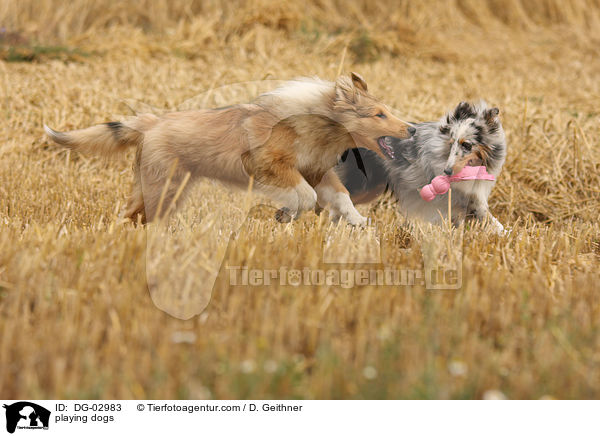 playing dogs / DG-02983