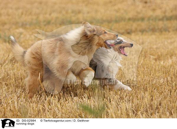 running dogs / DG-02984