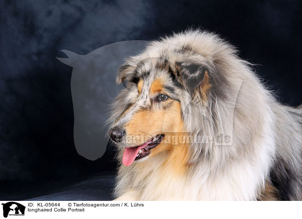 longhaired Collie Portrait / KL-05644