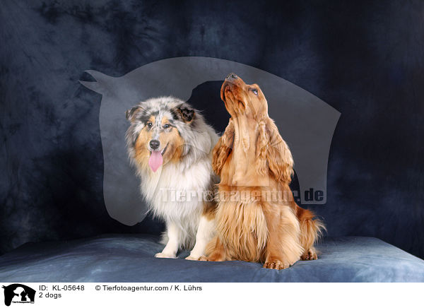 2 dogs / KL-05648