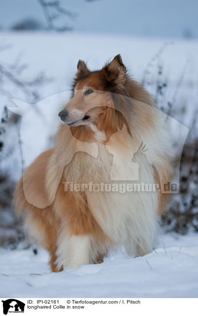 longhaired Collie in snow / IPI-02161