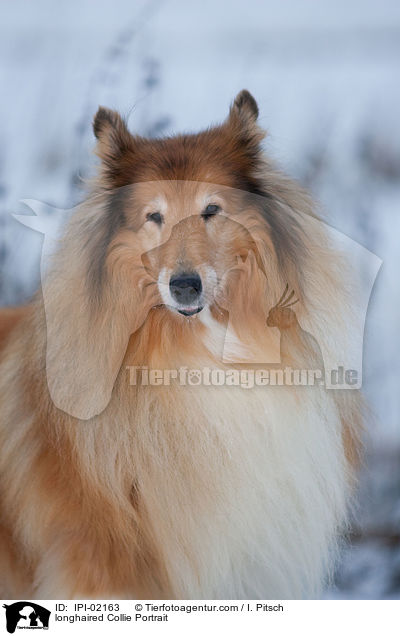 longhaired Collie Portrait / IPI-02163