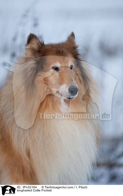 longhaired Collie Portrait / IPI-02164