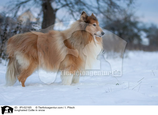 longhaired Collie in snow / IPI-02165