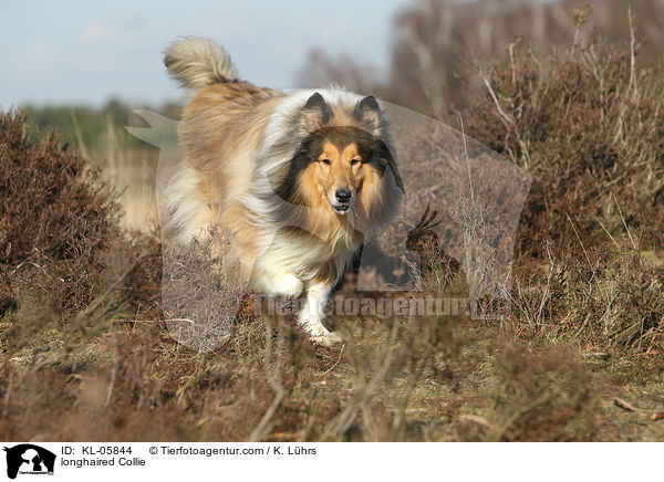 longhaired Collie / KL-05844