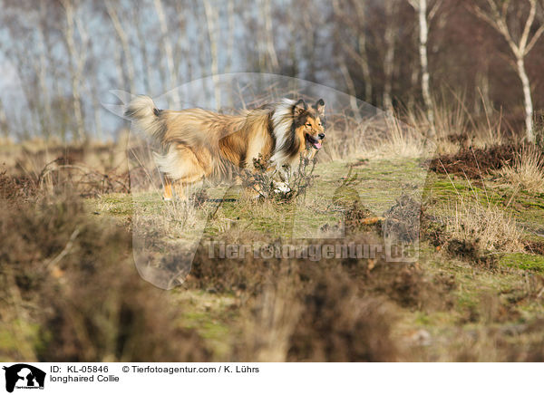 longhaired Collie / KL-05846