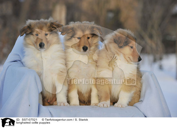 longhaired collie puppies / SST-07521