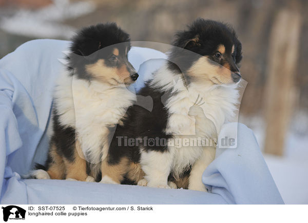 longhaired collie puppies / SST-07525