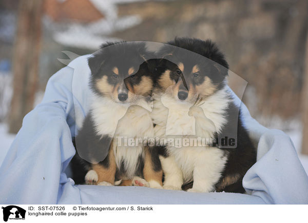 longhaired collie puppies / SST-07526