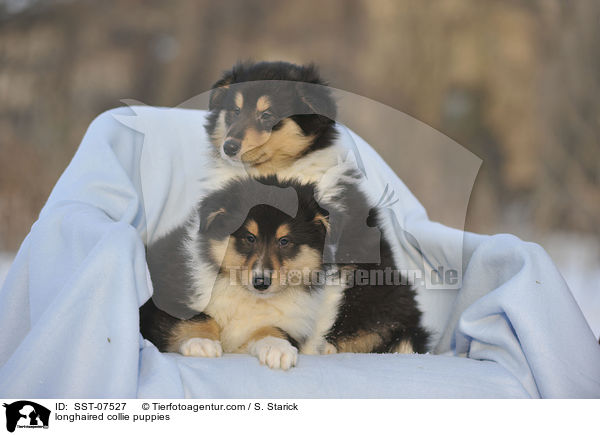 longhaired collie puppies / SST-07527