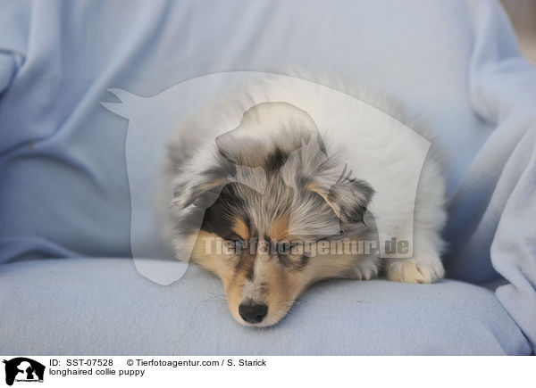 longhaired collie puppy / SST-07528