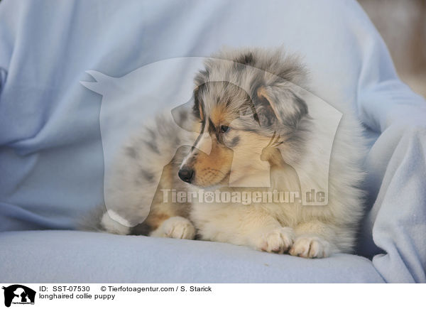 longhaired collie puppy / SST-07530