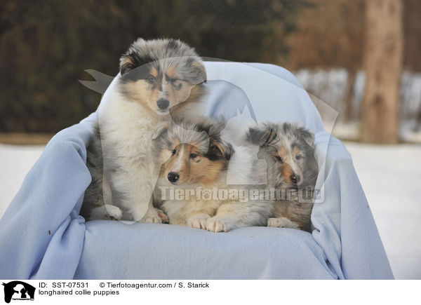 longhaired collie puppies / SST-07531