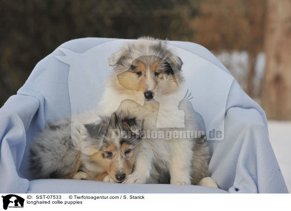 longhaired collie puppies / SST-07533