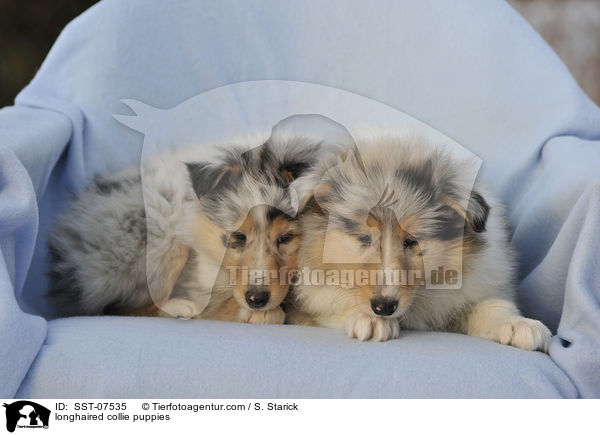longhaired collie puppies / SST-07535