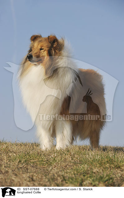 longhaired Collie / SST-07688