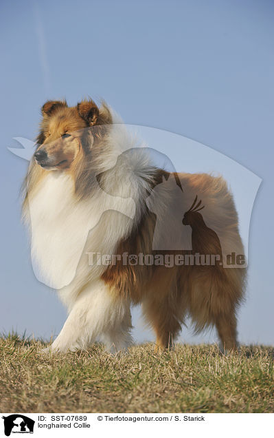 longhaired Collie / SST-07689
